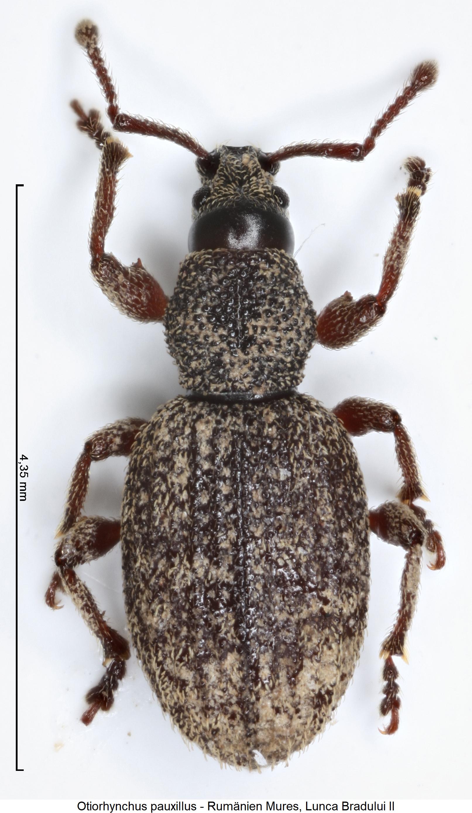 otiorhynchus_pauxillus_hab.jpg