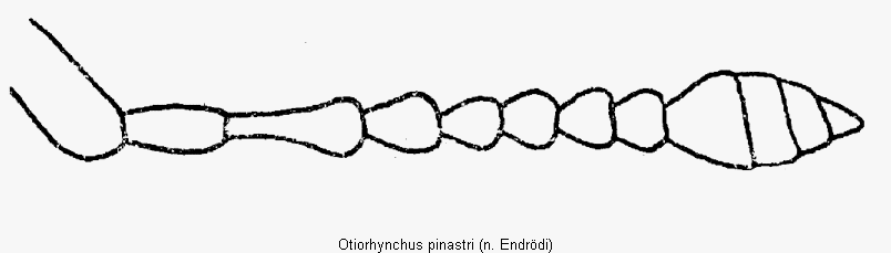otiorhynchus_pinastri_f.gif