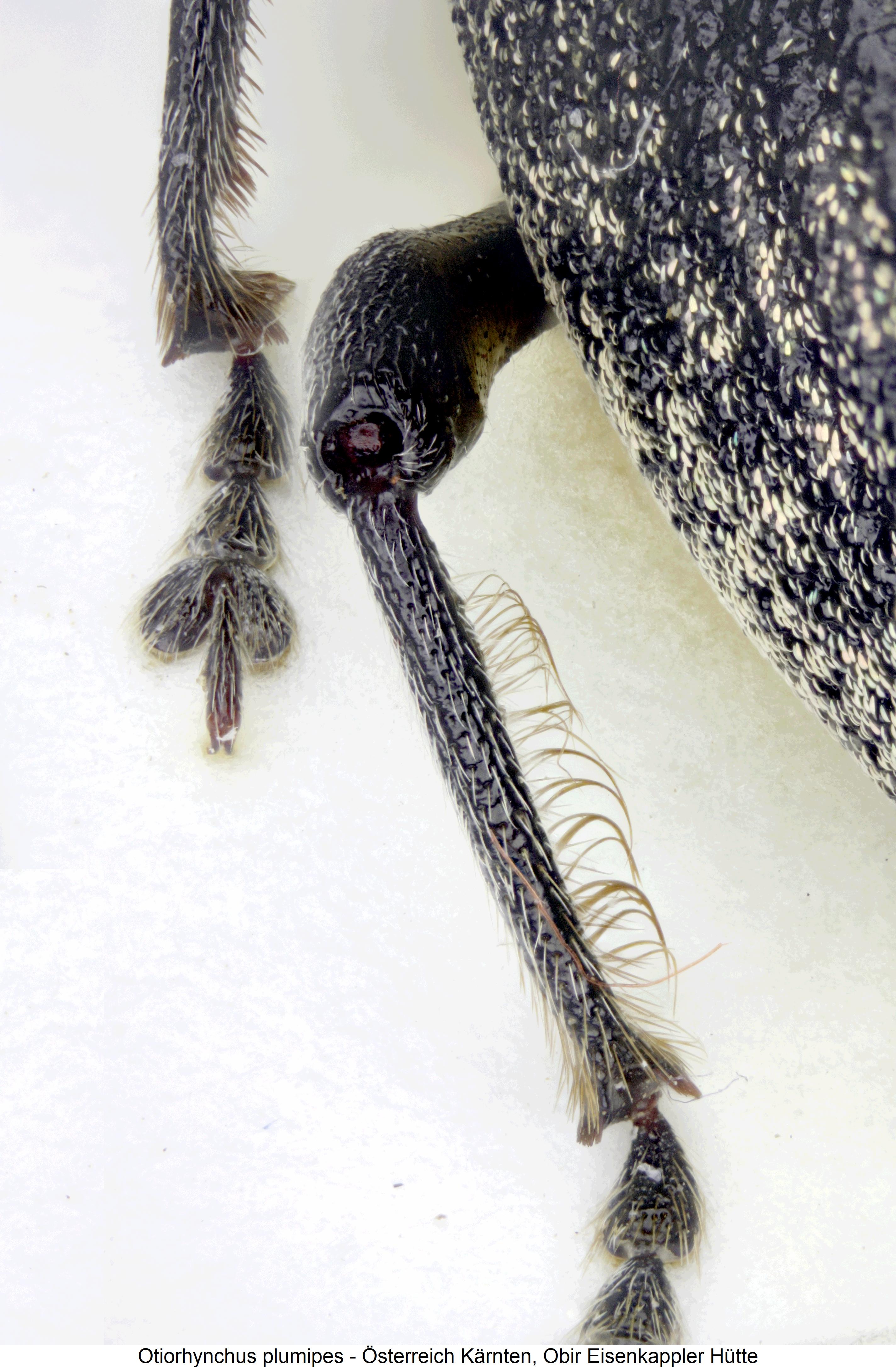 otiorhynchus_plumipes_mb.jpg