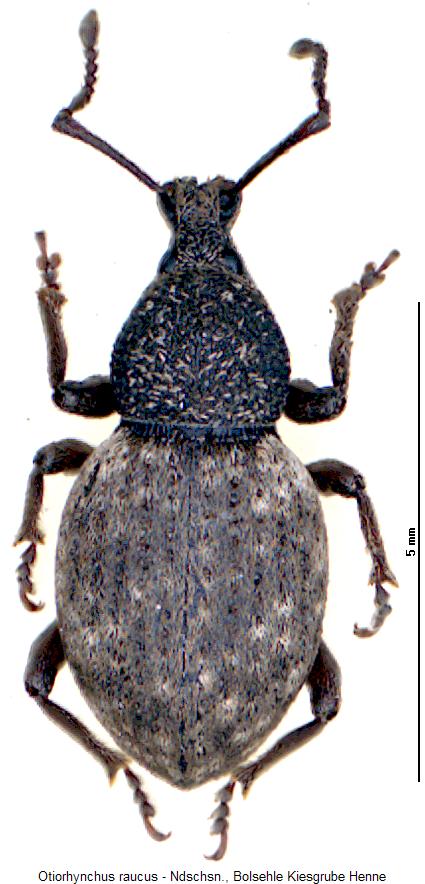 otiorhynchus_raucus_hab.jpg