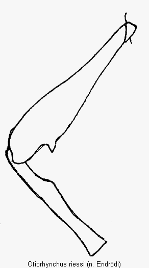 otiorhynchus_riessi_mb.gif