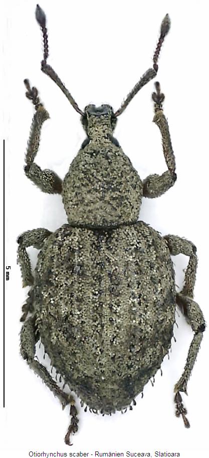 otiorhynchus_scaber_hab.jpg