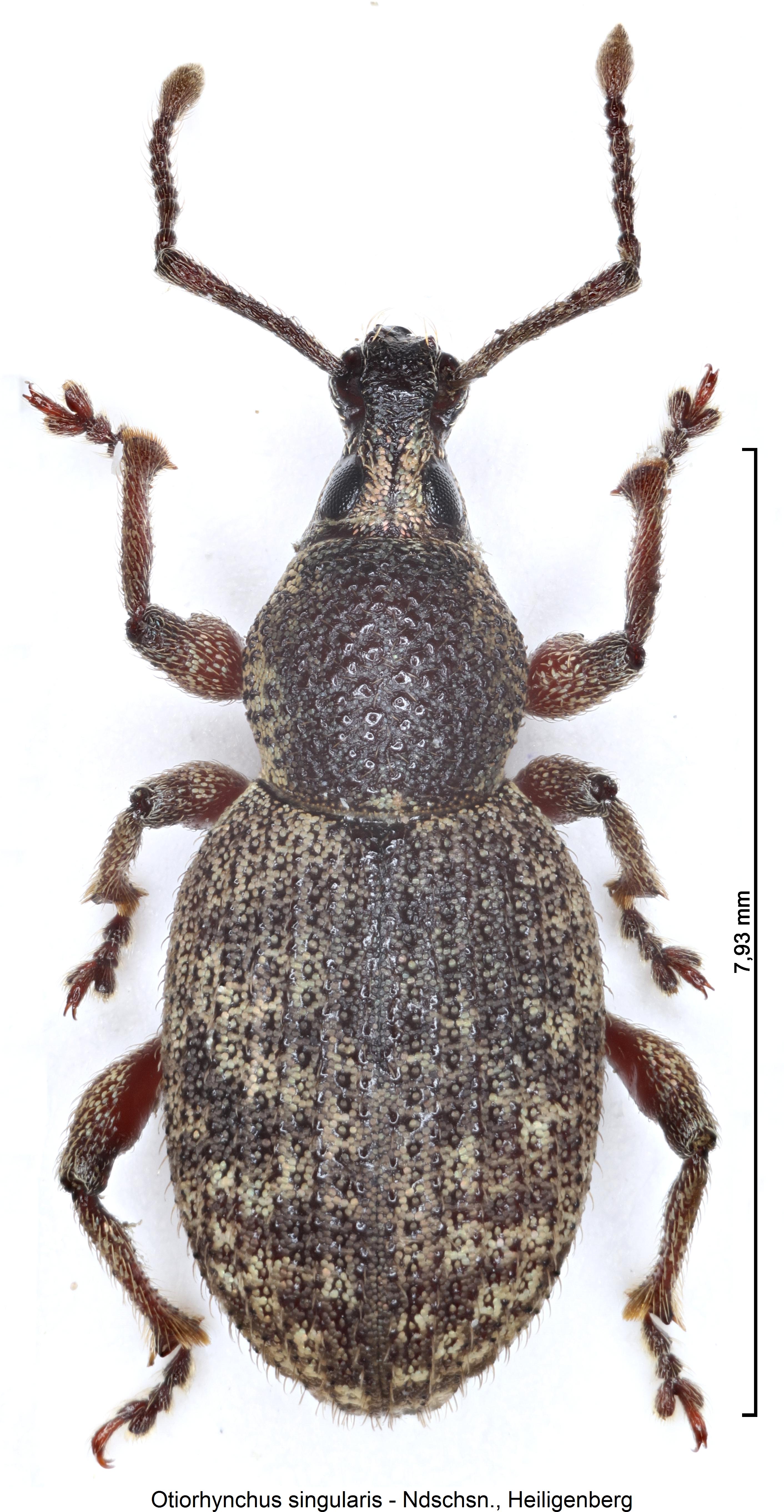 otiorhynchus_singularis_hab.jpg