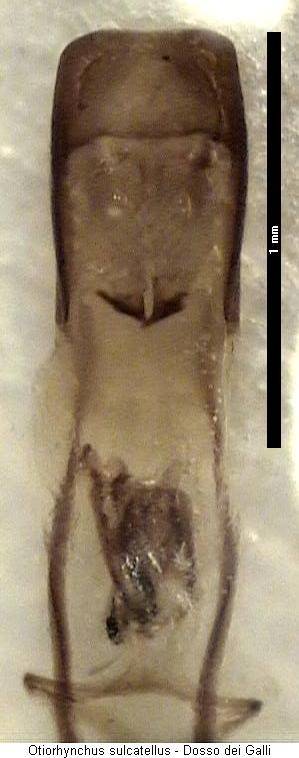 otiorhynchus_sulcatellus.jpg