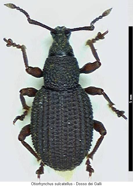 otiorhynchus_sulcatellus_hab.jpg