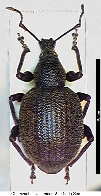 otiorhynchus_vehemens_hab.jpg