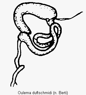oulema_duftschmidi.gif