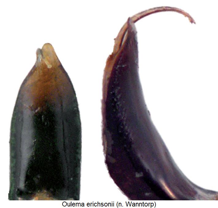 oulema_erichsonii.jpg