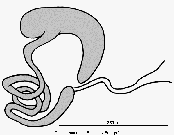 oulema_mauroi_sperm.gif