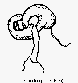 oulema_melanopus.gif