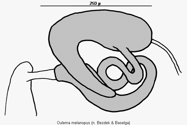 oulema_melanopus_sperm.gif