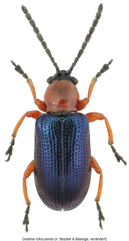 oulema_rufocyanea_hab.jpg