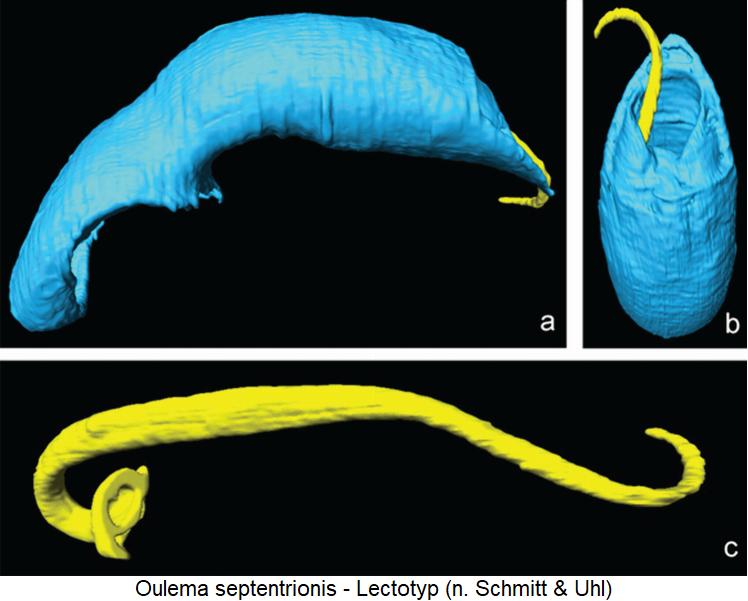 oulema_septentrionis2.jpg