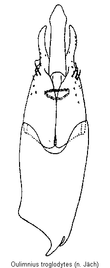 oulimnius_troglodytes.gif