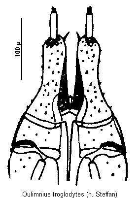 oulimnius_troglodytes_ovip.gif