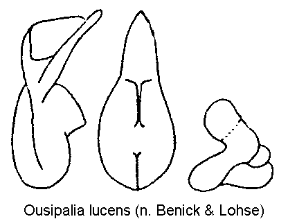 ousipalia_lucens.gif