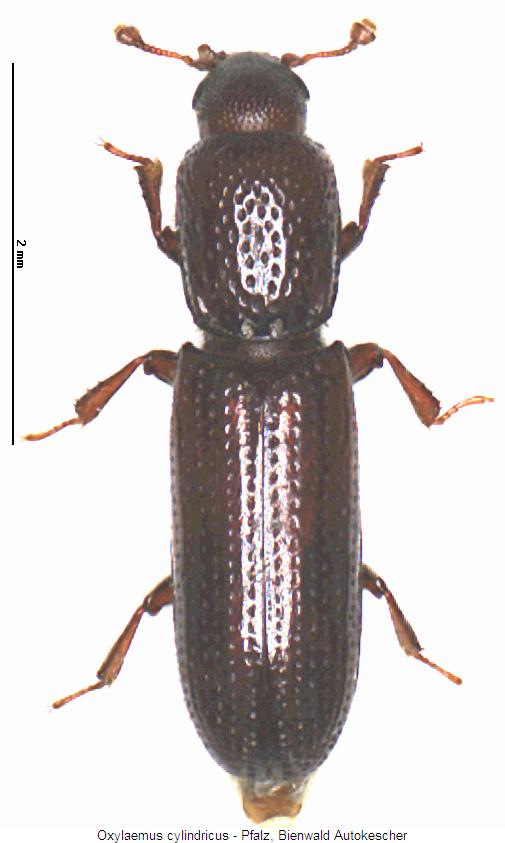 oxylaemus_cylindricus_hab.jpg