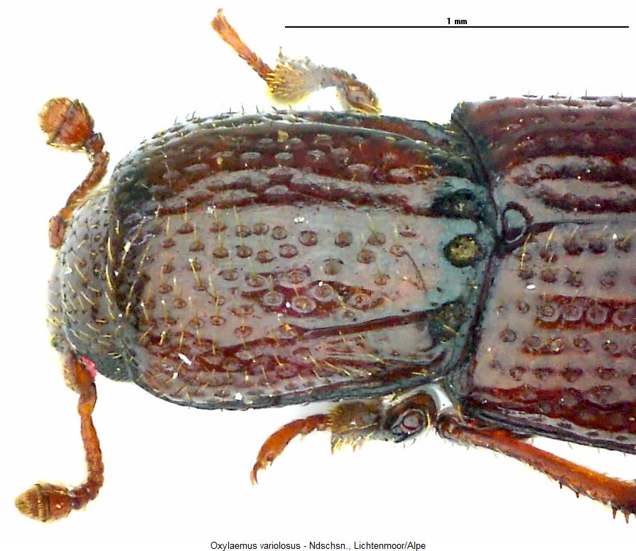oxylaemus_variolosus_vk.jpg
