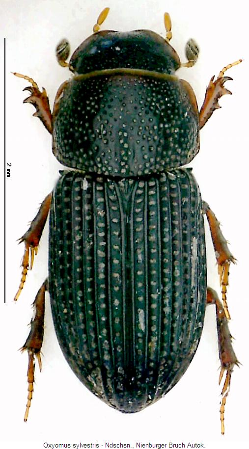 oxyomus_sylvestris_hab.jpg