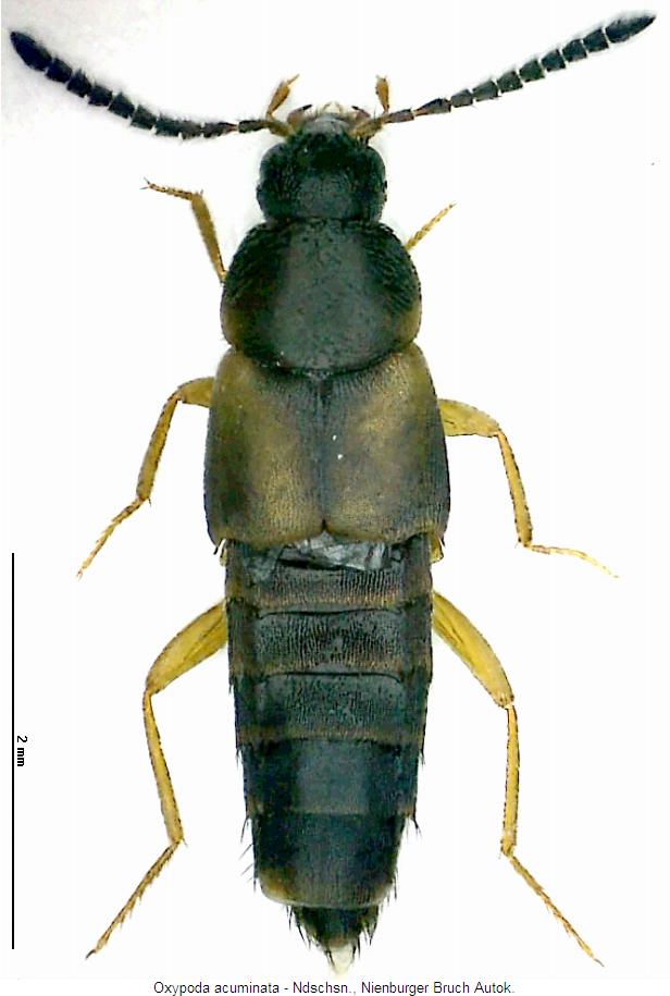 oxypoda_acuminata_hab.jpg