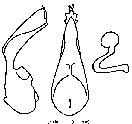oxypoda_bicolor.gif