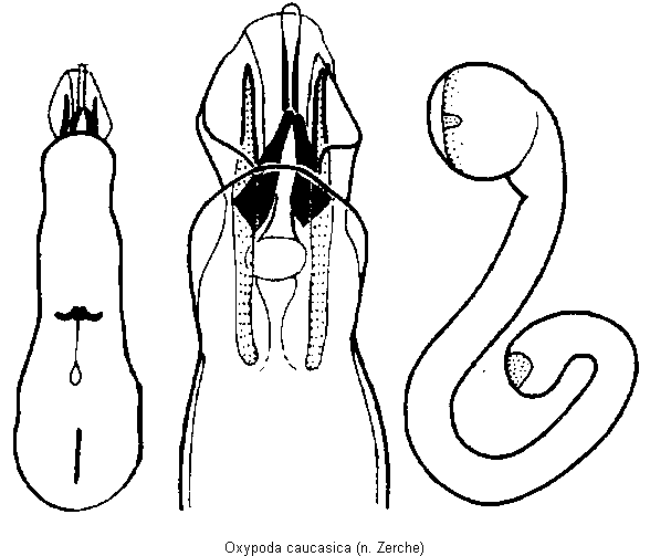oxypoda_caucasica.gif
