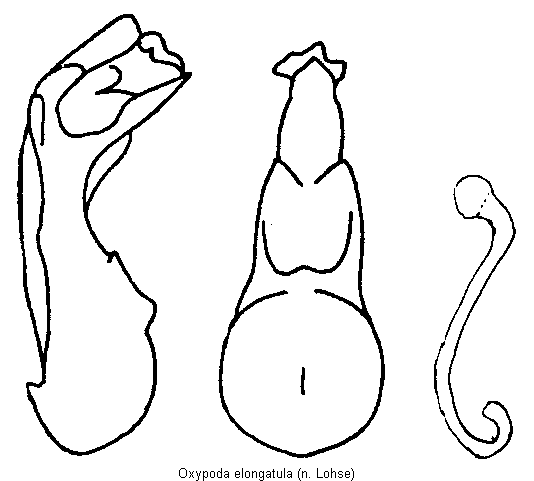 oxypoda_elongatula.gif