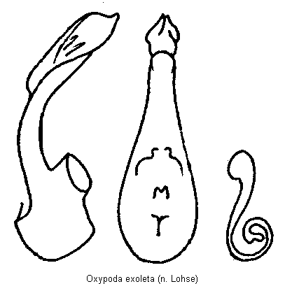 oxypoda_exoleta.gif