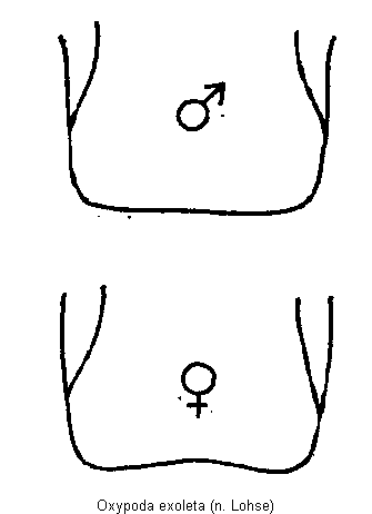 oxypoda_exoleta_sternit.gif