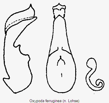 oxypoda_ferruginea.gif