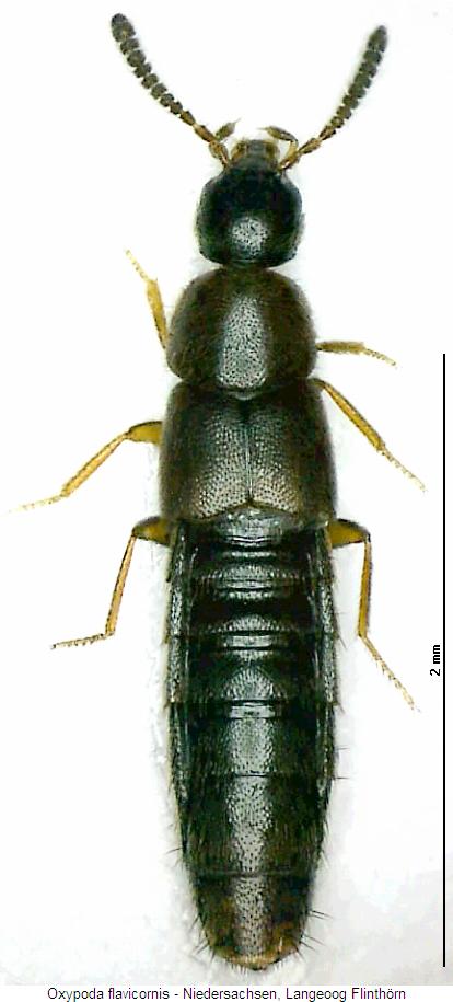oxypoda_flavicornis_hab.jpg