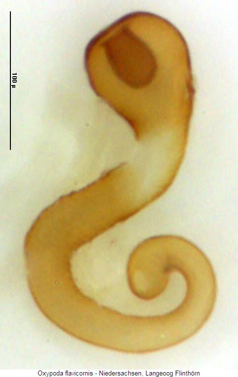 oxypoda_flavicornis_sperm.jpg