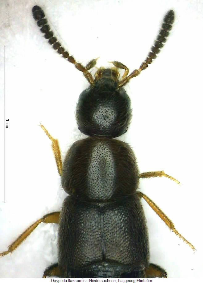 oxypoda_flavicornis_vk.jpg