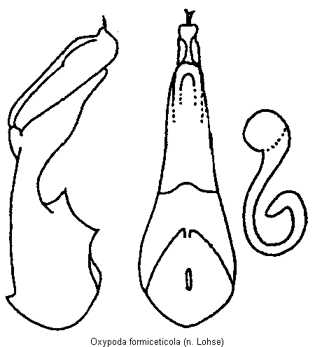 oxypoda_formiceticola.gif