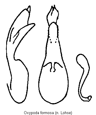 oxypoda_formosa.gif