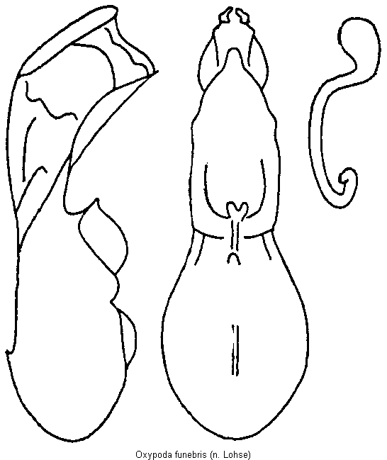 oxypoda_funebris.gif