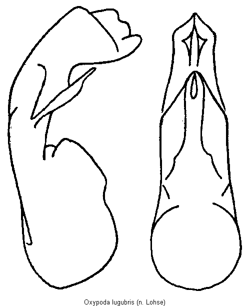oxypoda_lugubris.gif