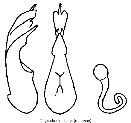 oxypoda_skalitzkyi.gif