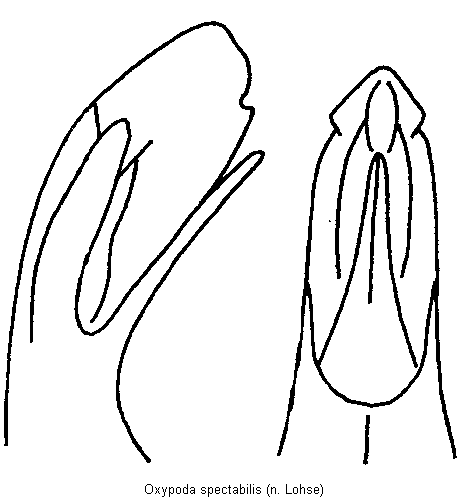 oxypoda_spectabilis.gif