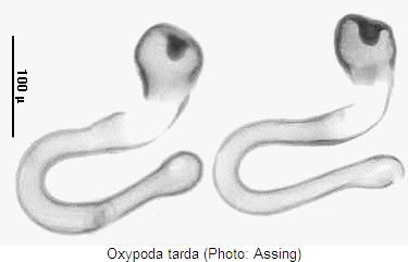 oxypoda_tarda_sperm.jpg