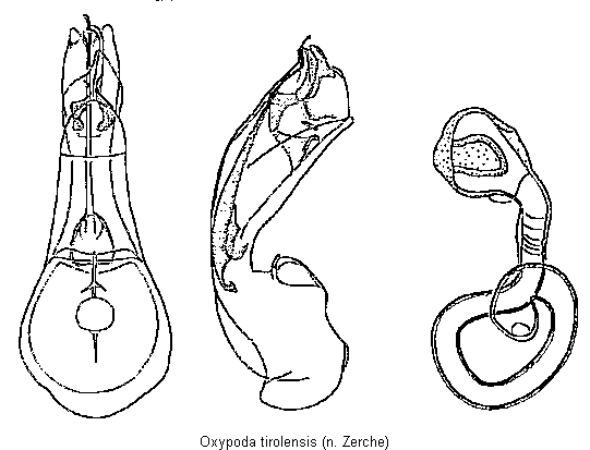 oxypoda_tirolensis.gif