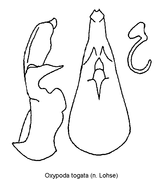 oxypoda_togata.gif