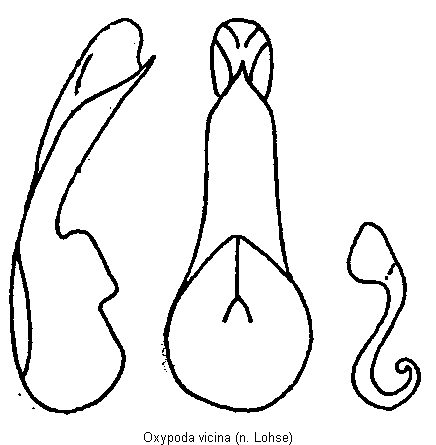 oxypoda_vicina.gif