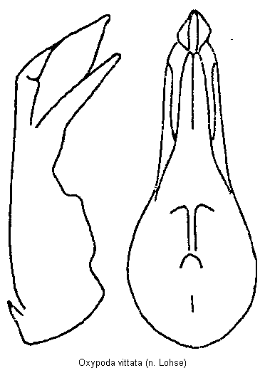 oxypoda_vittata.gif