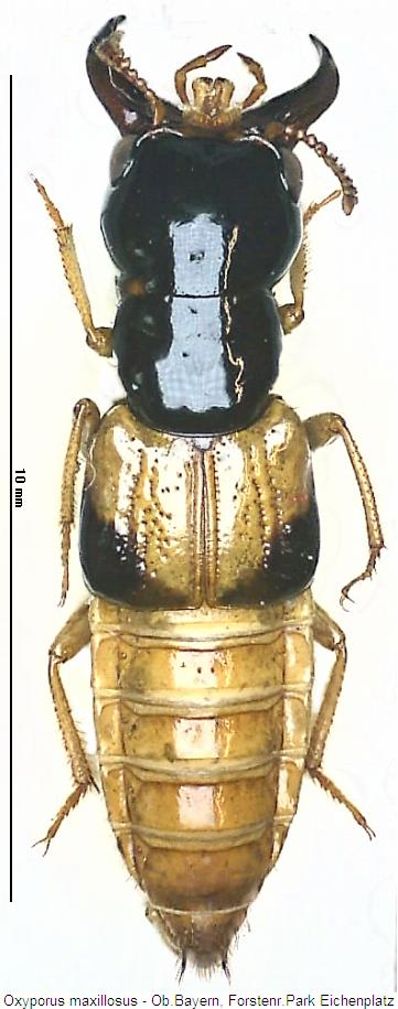 oxyporus_maxillosus_hab.jpg