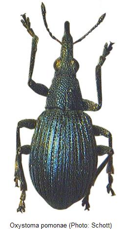 oxystoma_pomonae_hab.jpg