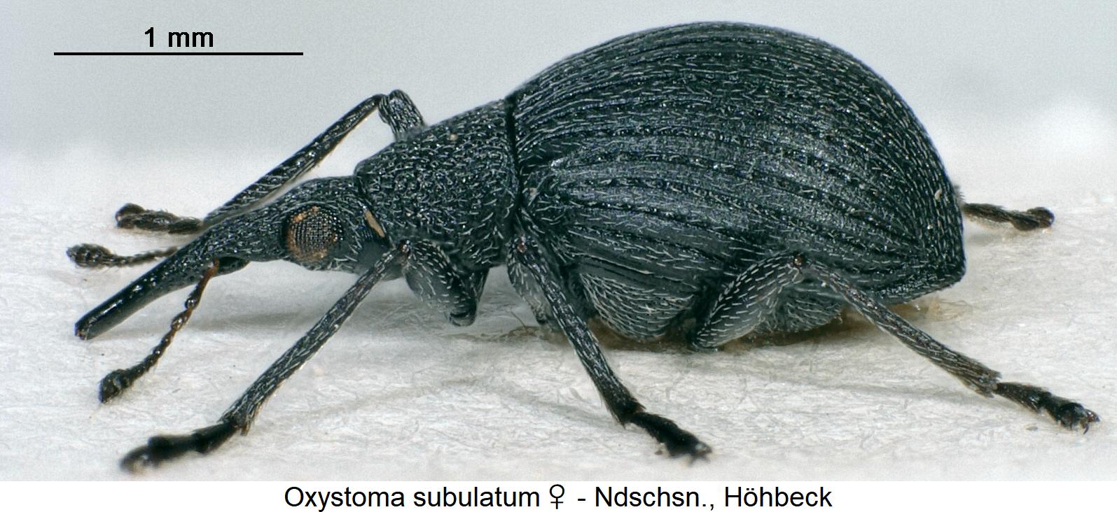 oxystoma_subulatum_w_sa.jpg