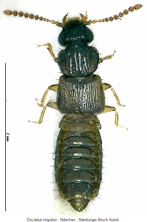oxytelus_migrator_hab.jpg