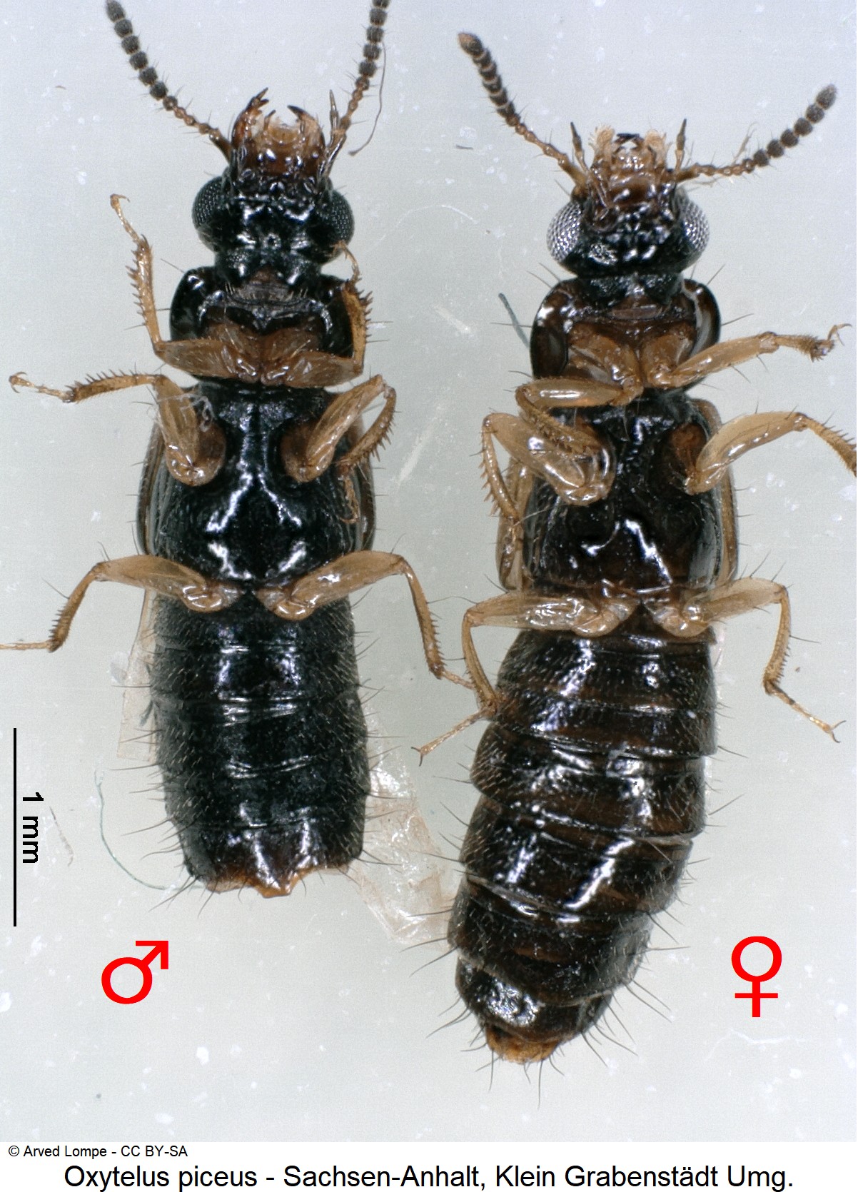 oxytelus_piceus_ck30550341_vgl.jpg