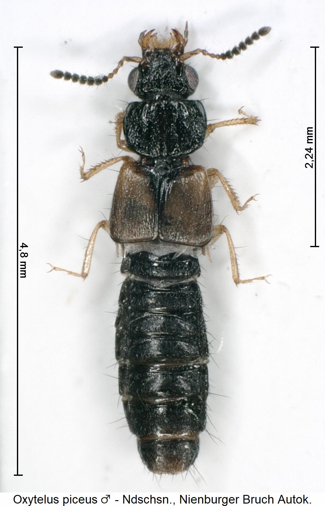 oxytelus_piceus_m_hab.jpg